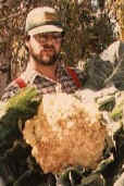 organically grown cauliflower as seen at the organic gardening site at supak.com